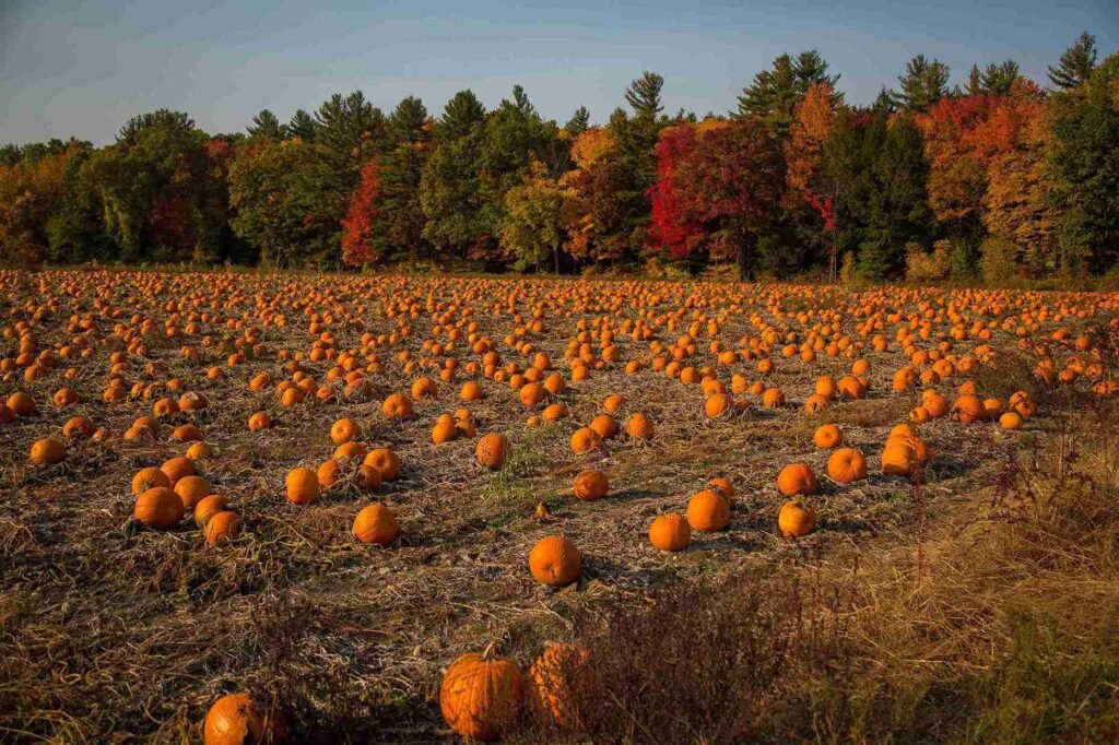pumpkin patches near london 2026