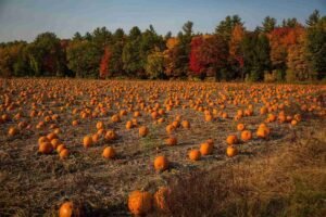 pumpkin patches near london 2026