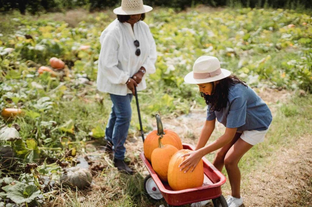 pumpkin patches near london 2026